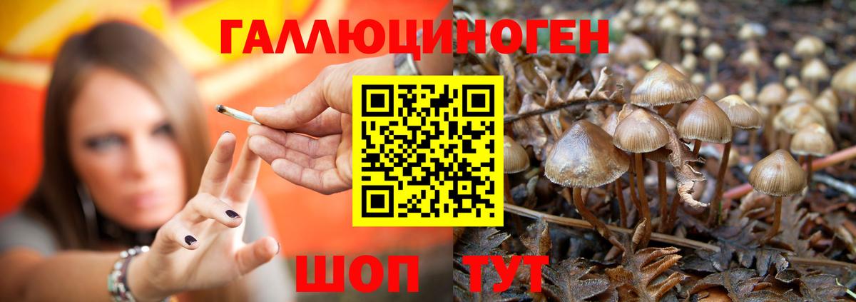 Галлюциногенные грибы прущие грибы  Вход с VPN  Курчалой 